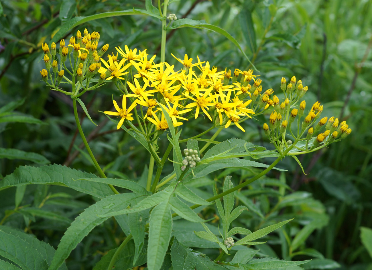 Изображение особи Senecio cannabifolius.