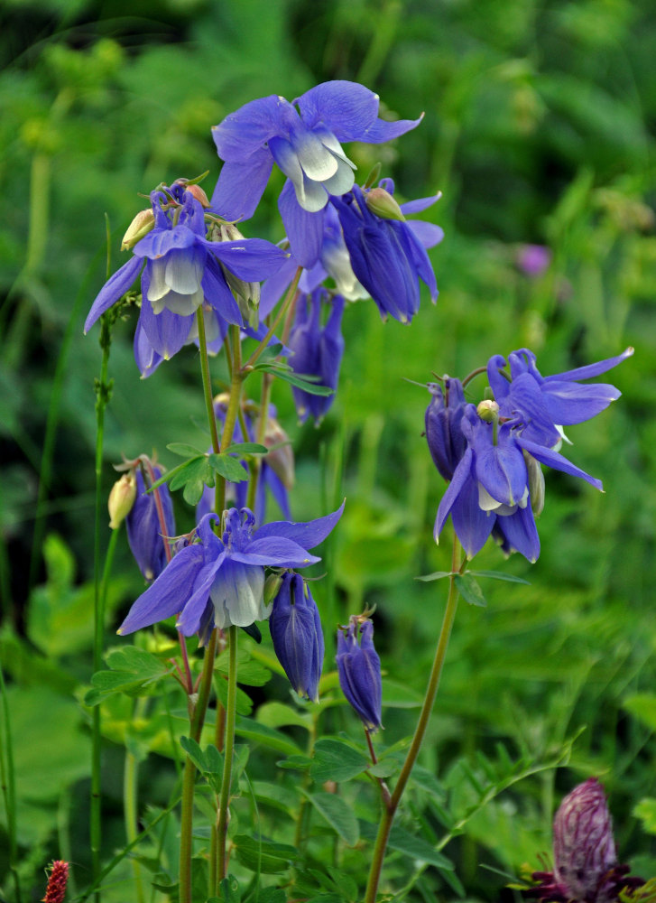 Изображение особи Aquilegia olympica.