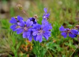 Geranium gymnocaulon. Цветки (под ними видна верхушка молодого побега Kemulariella caucasica). Абхазия, Рицинский реликтовый национальный парк, перевал Пыв, ≈ 2000 м н.у.м., осыпающийся склон. 14.07.2017.