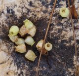 Arbutus xalapensis