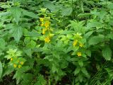 Lysimachia punctata. Цветущие растения. Московская обл., Раменский р-н, пос. Ильинский, одичавшее на заросшей травой, заболоченной улице, у канавы. 15.07.2017.