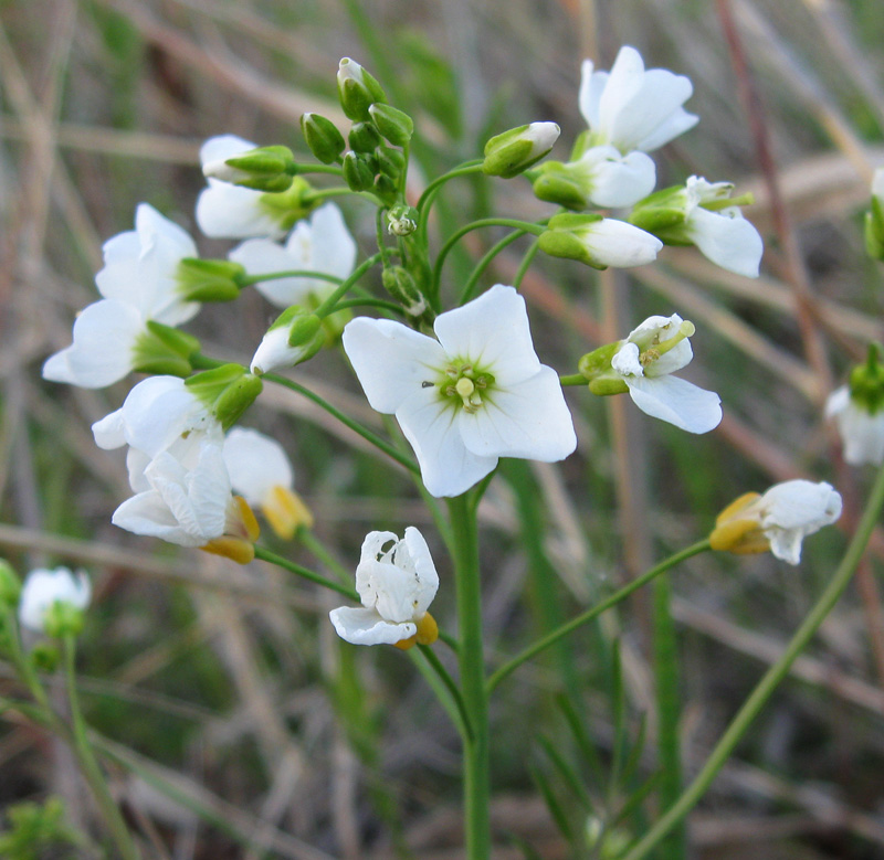 Image of Cardamine dentata specimen.