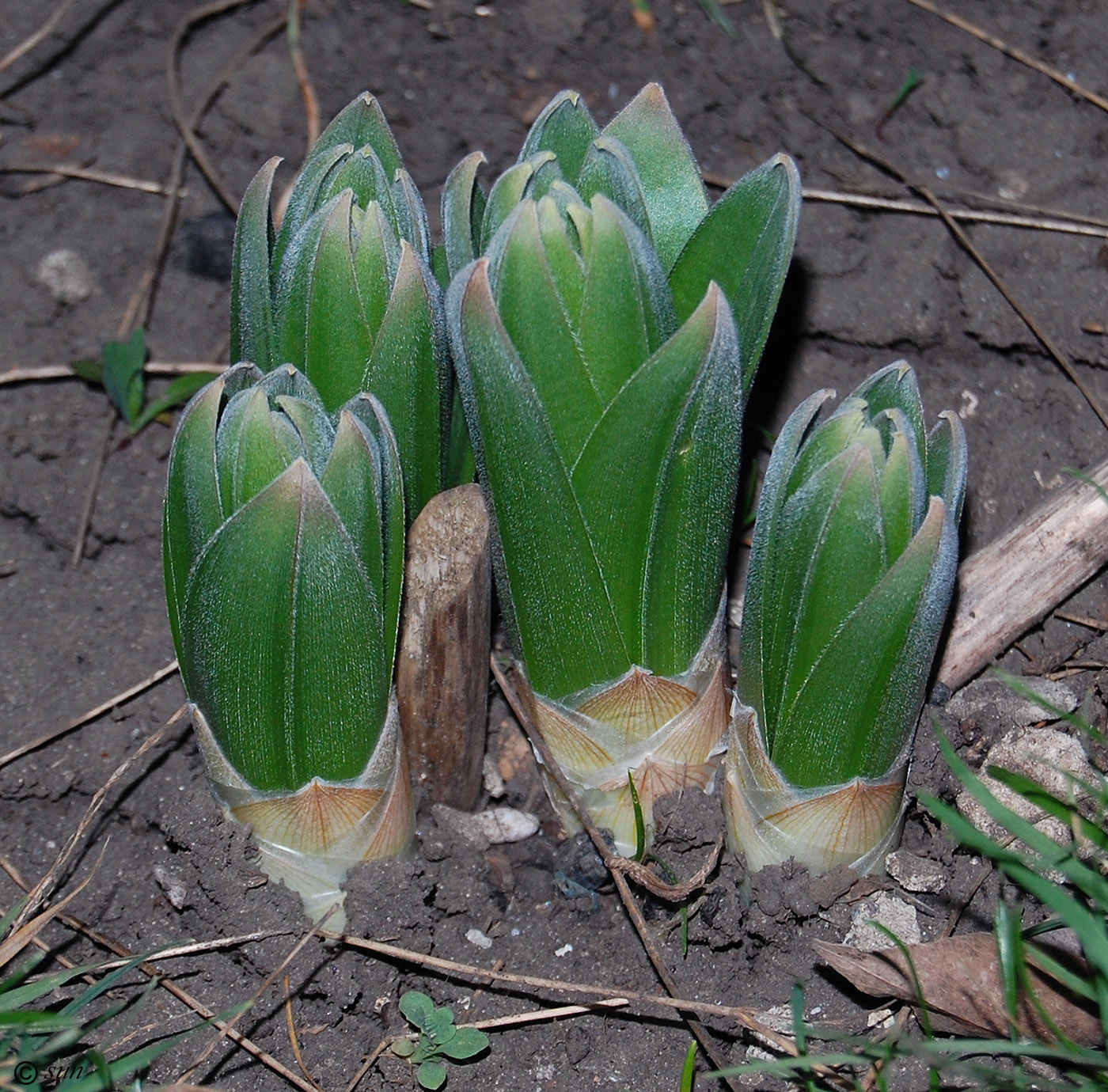 Изображение особи Eremurus robustus.