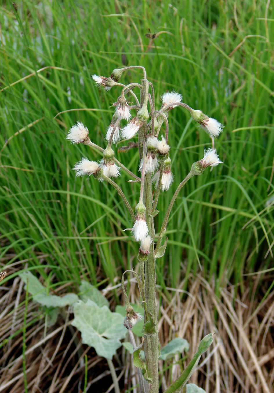 Image of Petasites frigidus specimen.