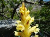 genus Orobanche