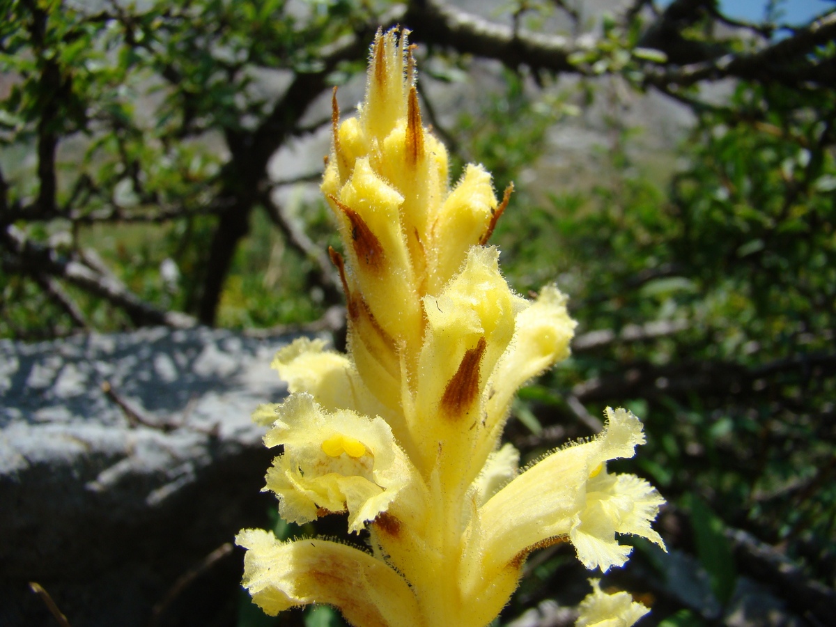 Image of Orobanche lutea specimen.