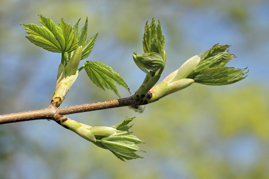 Изображение особи Acer pseudoplatanus.