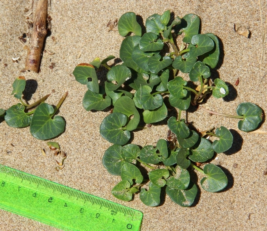 Image of Calystegia soldanella specimen.