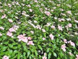 Catharanthus roseus