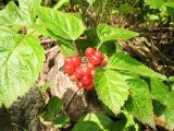 Rubus saxatilis. Плодоносящее растение. Кыргызстан, вост. часть Таласского Алатау, южный макросклон, ущ. р. Чичкан, прибрежный тугайный лес. 20 июля 2018 г.