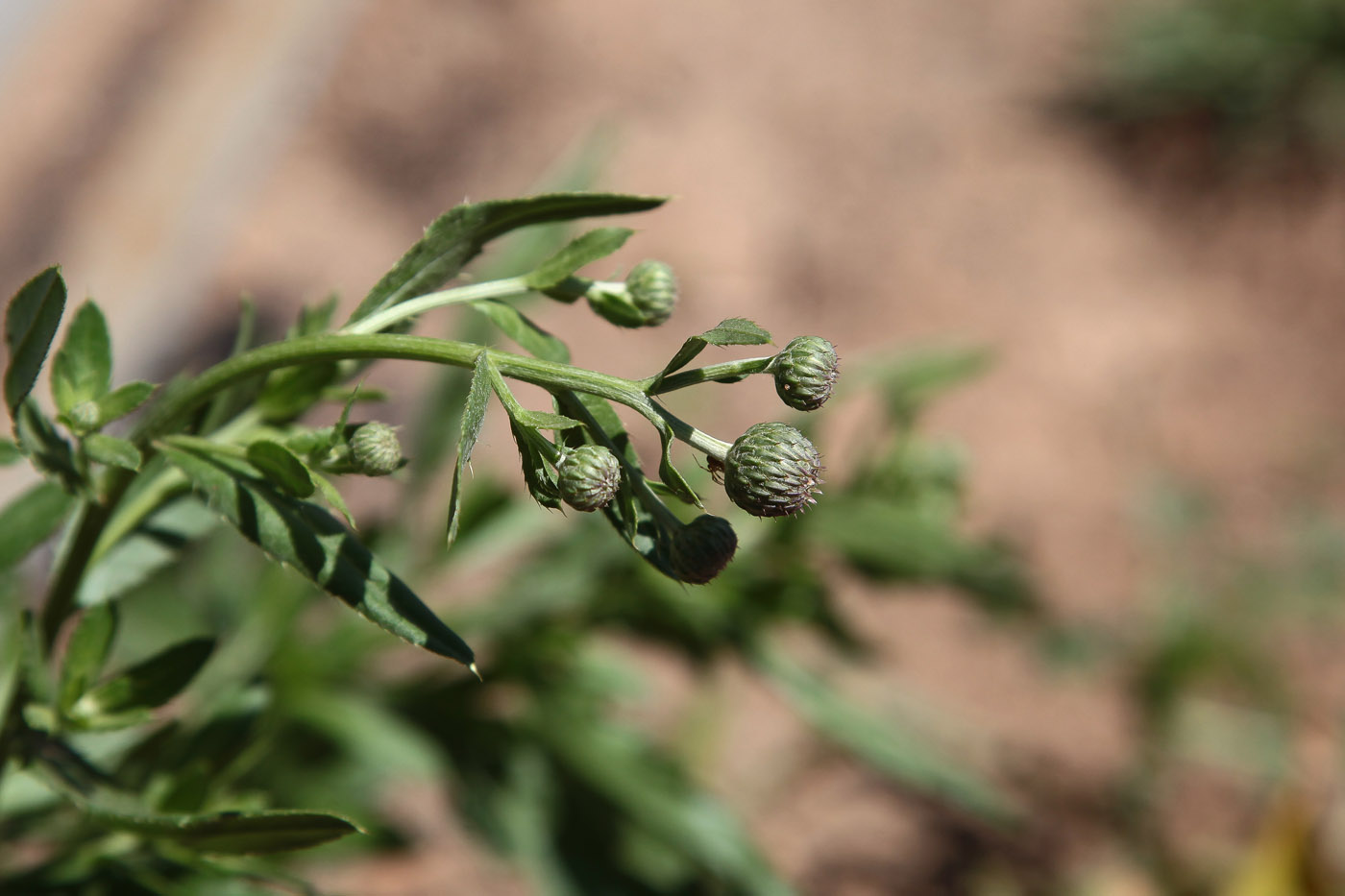 Изображение особи Cirsium setosum.