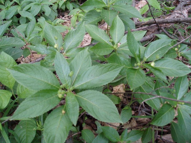 Изображение особи Mercurialis perennis.