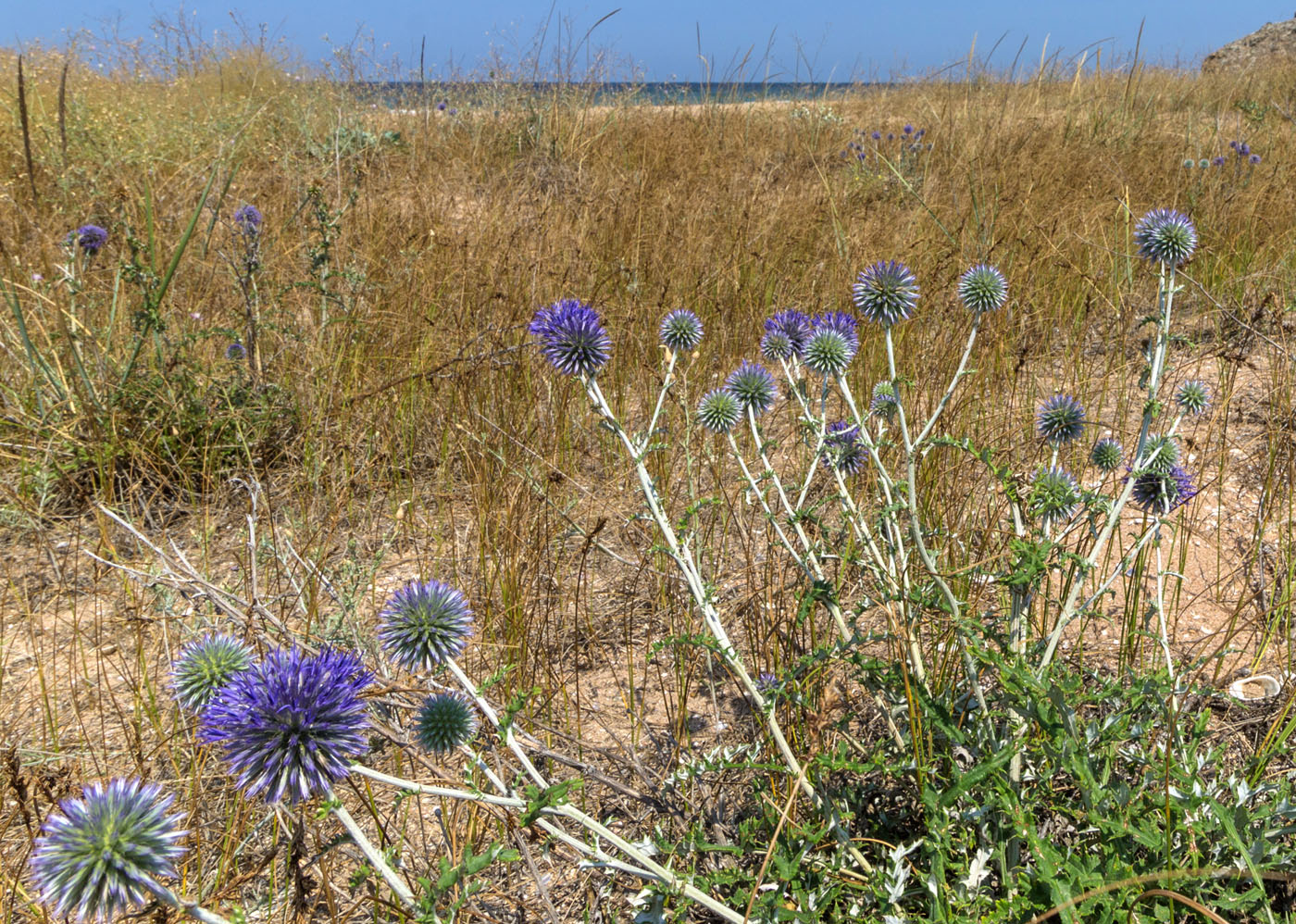 Изображение особи Echinops ruthenicus.