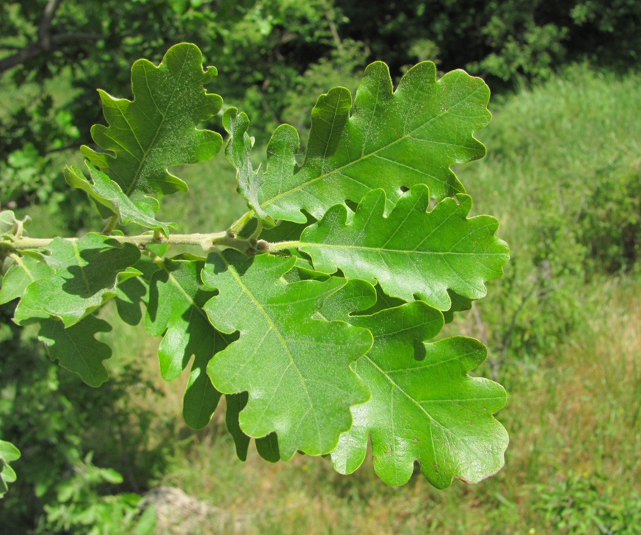 Изображение особи Quercus pubescens.