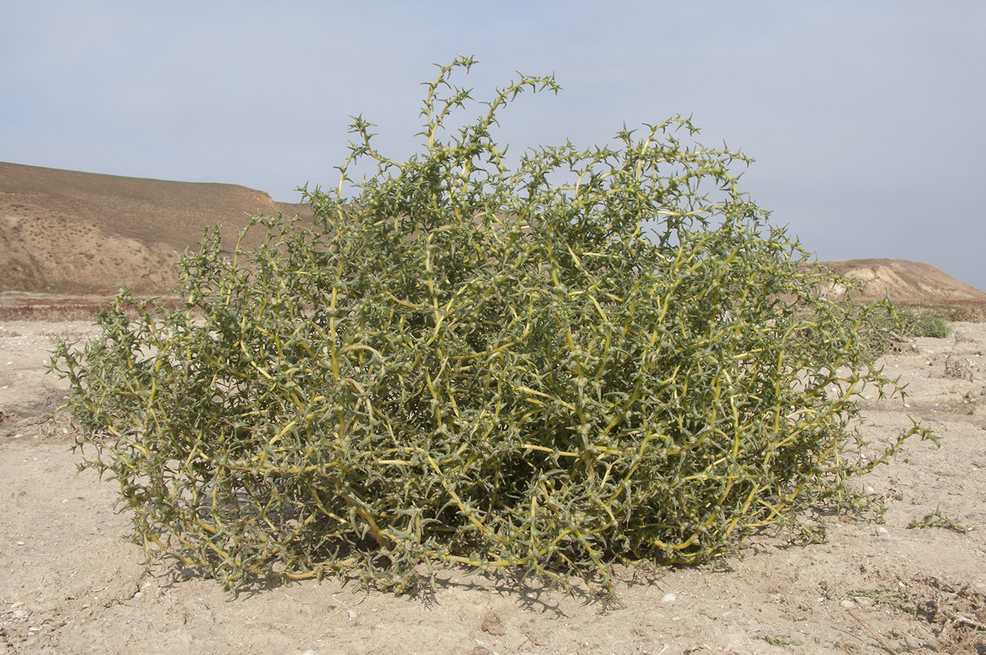 Image of Salsola soda specimen.