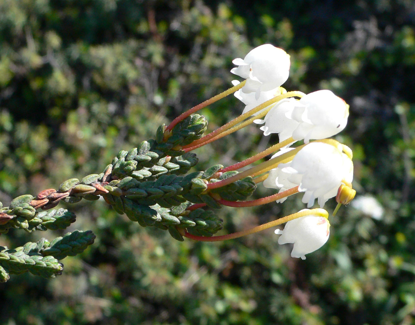 Изображение особи Cassiope tetragona.