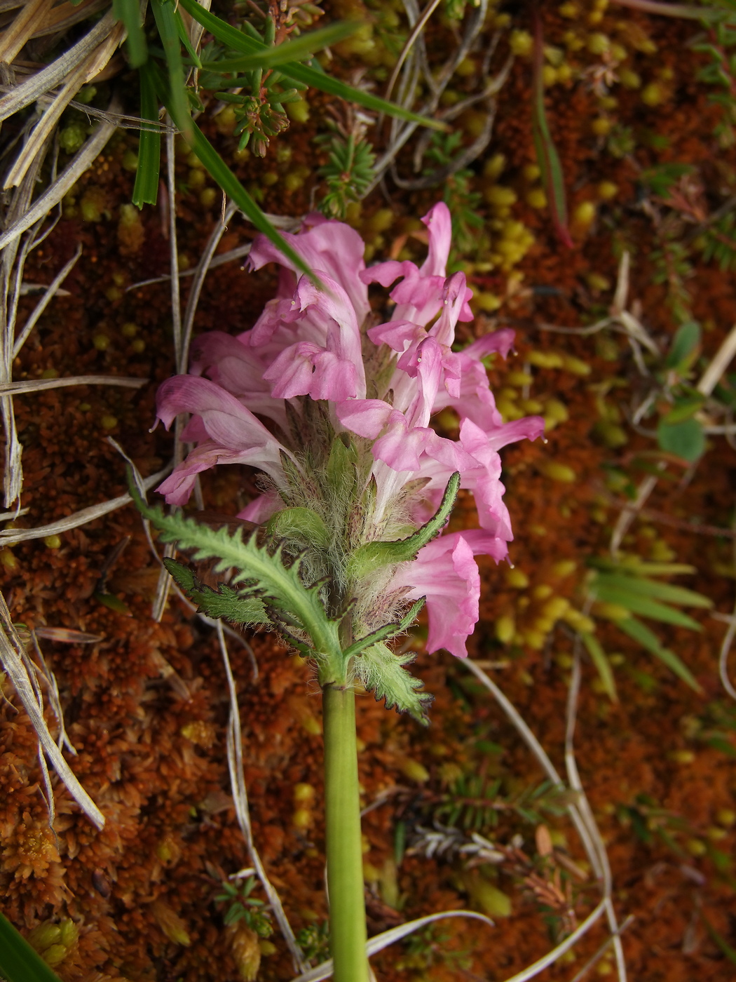 Image of Pedicularis interioroides specimen.