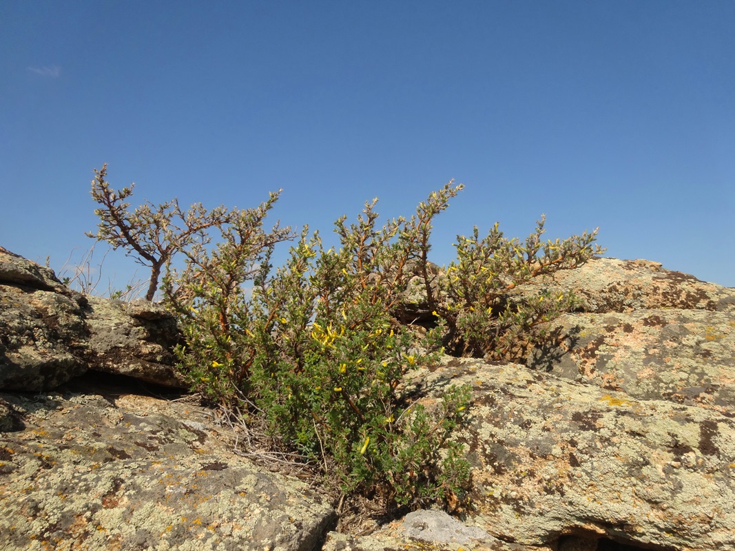 Image of Caragana bongardiana specimen.