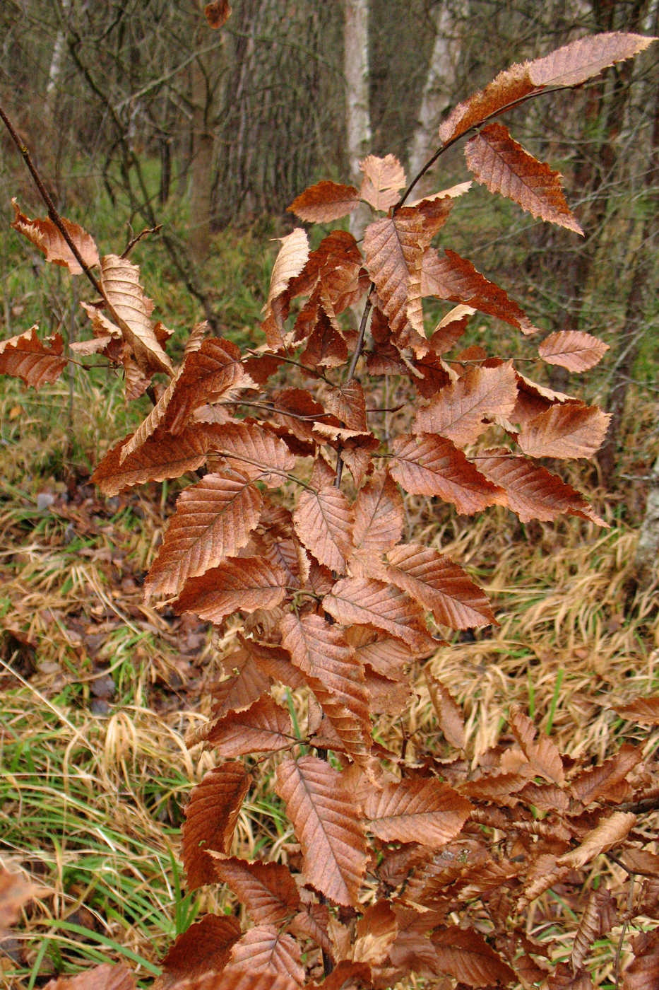 Image of Carpinus betulus specimen.