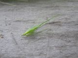 Hordeum murinum