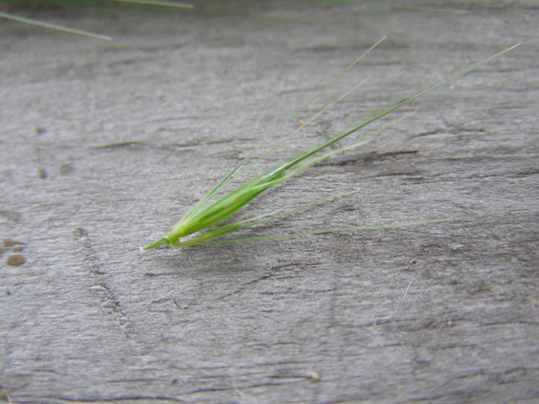 Image of Hordeum murinum specimen.