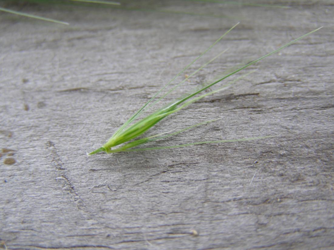 Изображение особи Hordeum murinum.