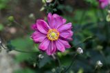 Anemone hupehensis