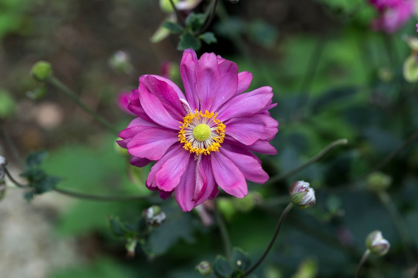 Изображение особи Anemone hupehensis.