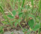 Trifolium striatum. Верхушки побегов с отцветающими соцветиями. Дагестан, Кумторкалинский р-н, хр. Нарат-Тюбе, склон. 10.05.2018.