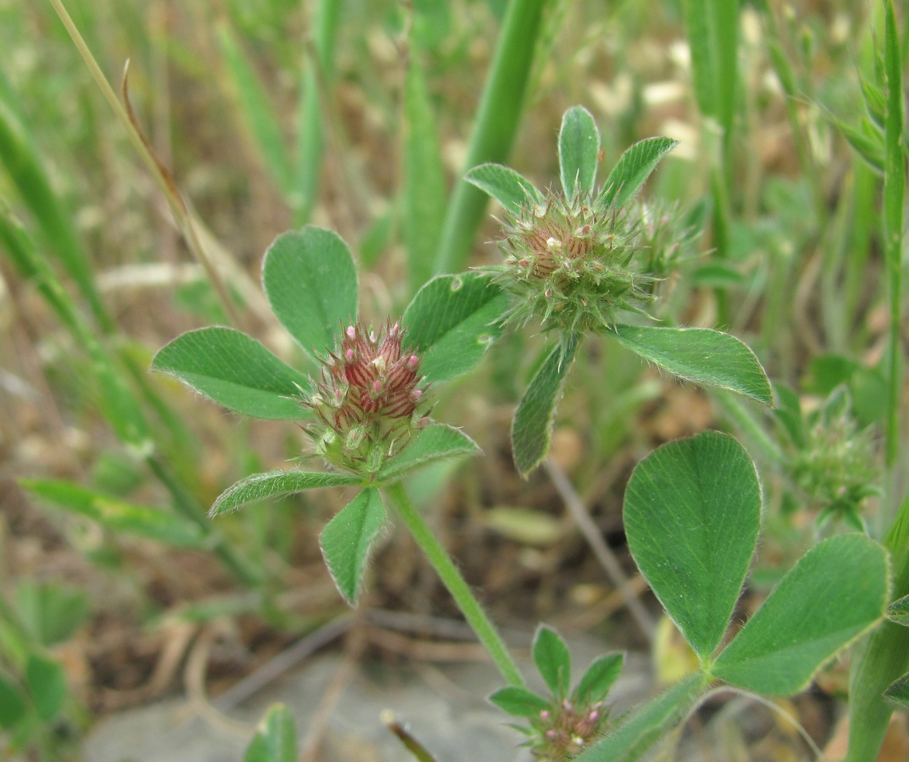 Изображение особи Trifolium striatum.