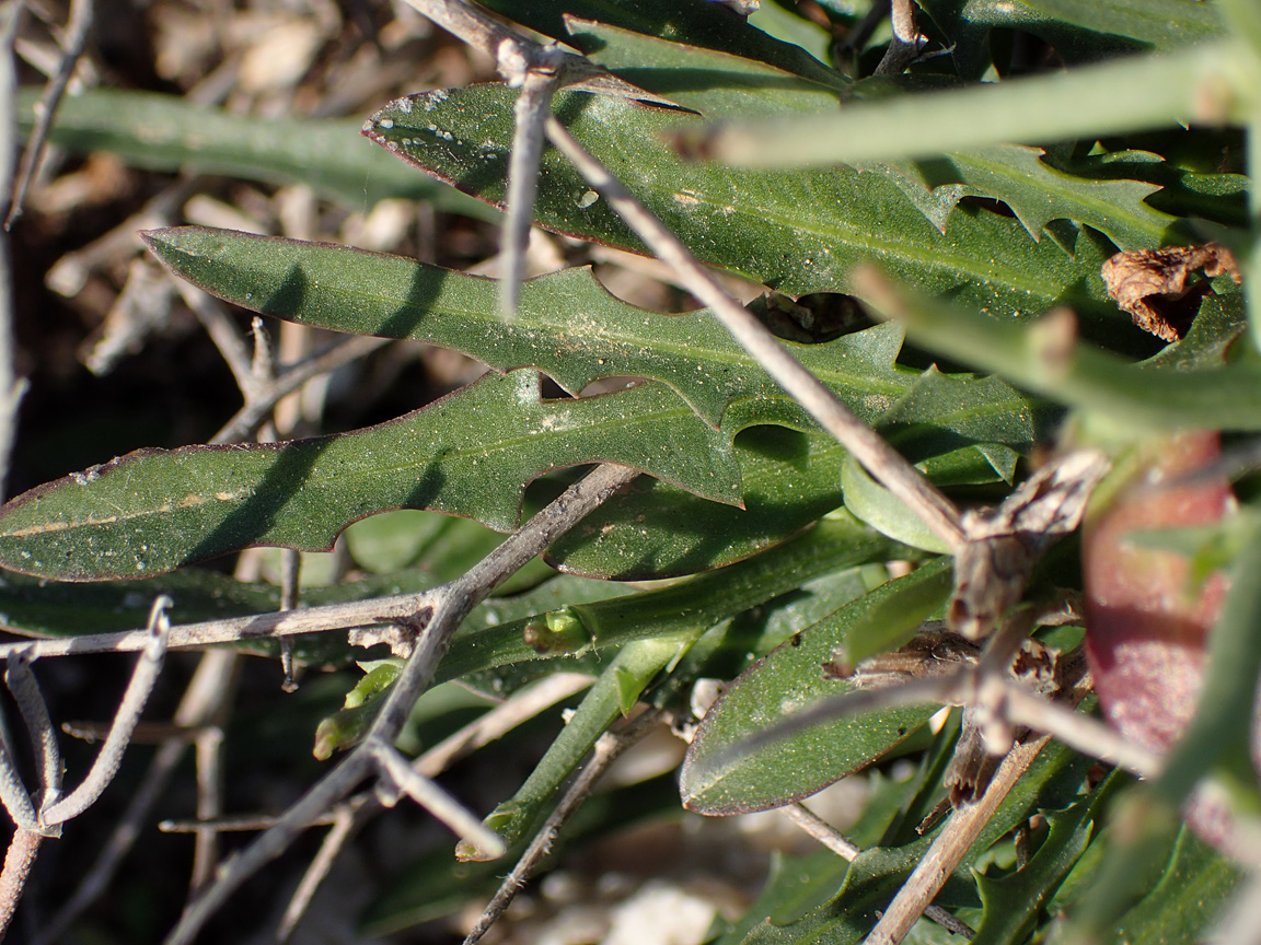 Изображение особи Cichorium spinosum.
