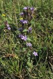 Gentianella amarella