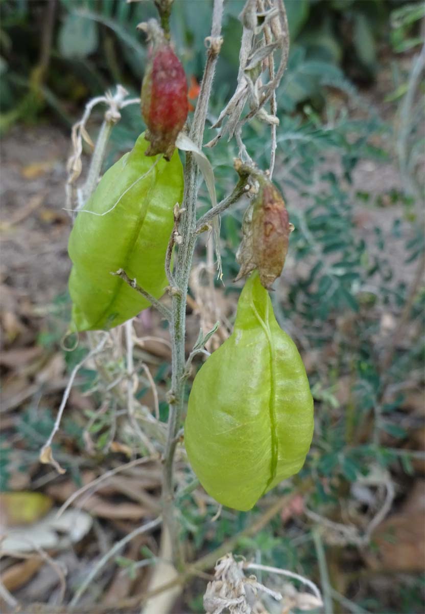 Изображение особи Sutherlandia frutescens.