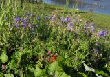 Geranium pratense subspecies sergievskajae. Цветущее растение. Красноярский край, Западный Саян, парк \"Ергаки\", р-н Ойского озера, ≈ 1500 м н.у.м., обочина дороги. Раннее утро 08.08.2009.