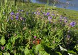 Geranium pratense ssp. sergievskajae