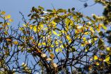 Cotinus coggygria. Верхушки веток с листьями в осенней окраске. Горный Крым, над Никитской расселиной, сосново-лиственный лес. 26.09.2018.