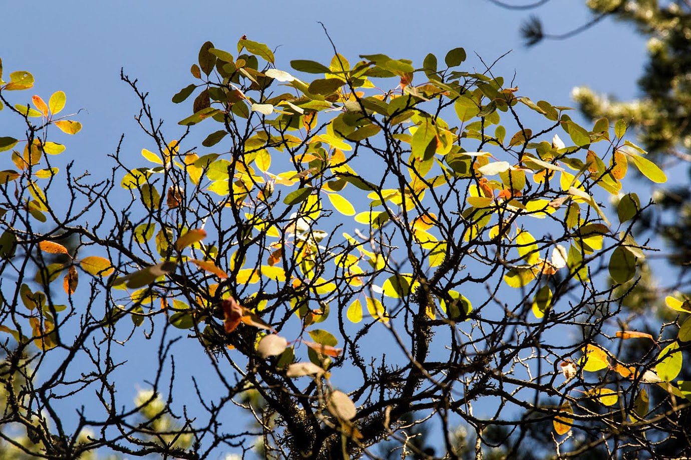 Image of Cotinus coggygria specimen.