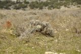 Lavandula angustifolia