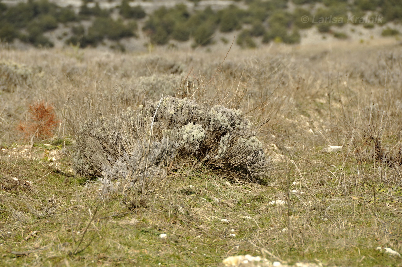 Image of Lavandula angustifolia specimen.