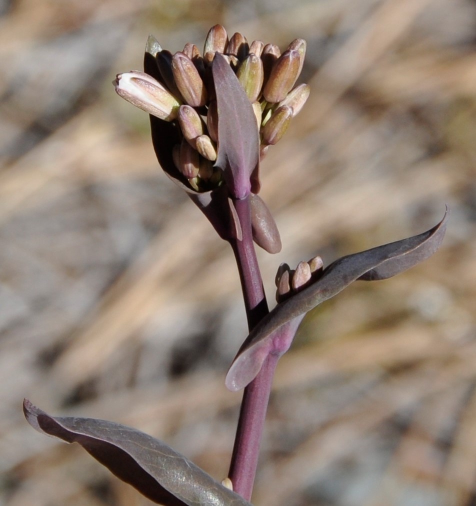 Image of Turritis laxa specimen.