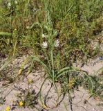 Ornithogalum narbonense