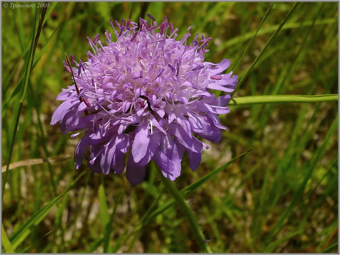 Image of Knautia arvensis specimen.