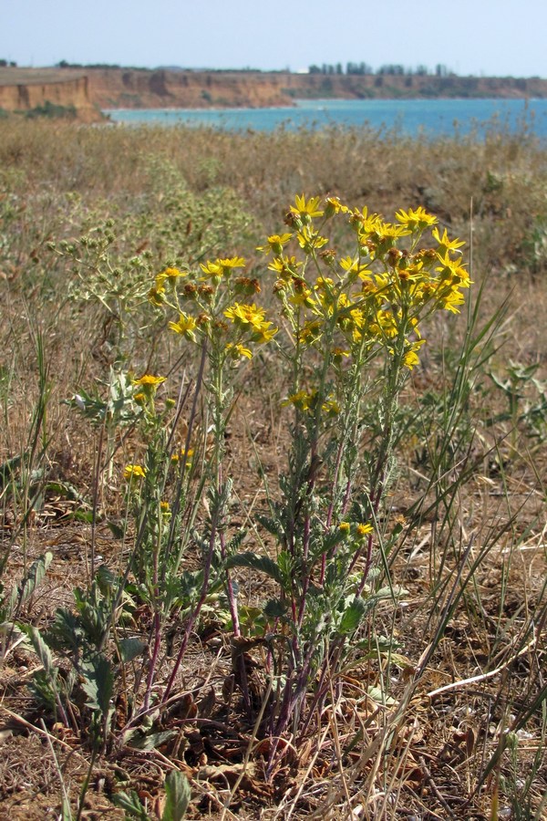 Изображение особи Senecio jacobaea.