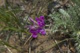 Oxytropis lanata