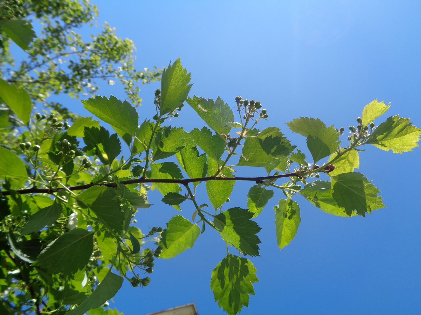 Изображение особи род Crataegus.