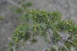 Juniperus deltoides. Ветвь. Турция, ил Артвин, окр. крепости Теккале, на каменистой осыпи. 22.04.2019.