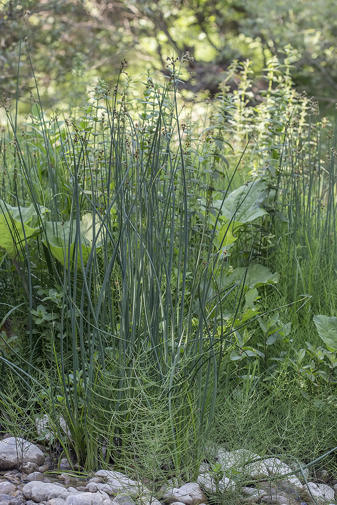 Изображение особи Schoenoplectus lacustris.