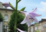 Hosta albomarginata