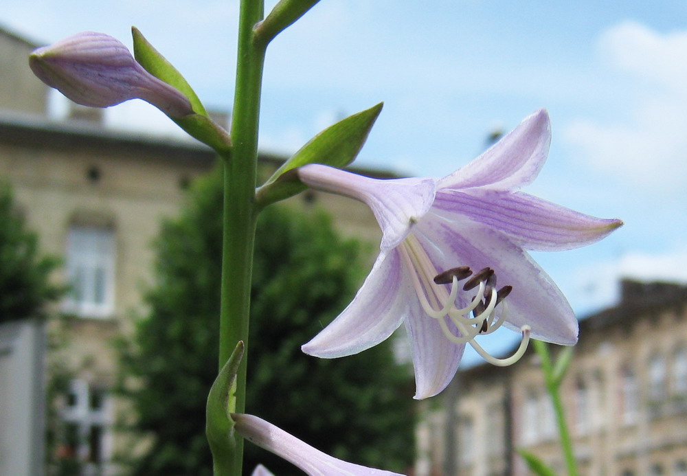 Image of Hosta albomarginata specimen.