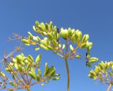 Ferula songarica. Соплодия с кормящимися(?) муравьями. Алтайский край, г. Барнаул, 5 км к югу от пос. Южный, степной склон к р. Обь. 13 июля 2019 г.